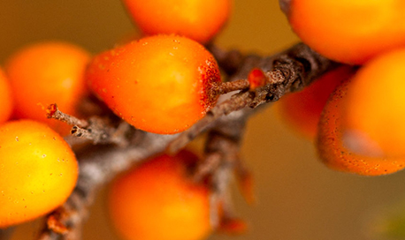 close up of orange berries