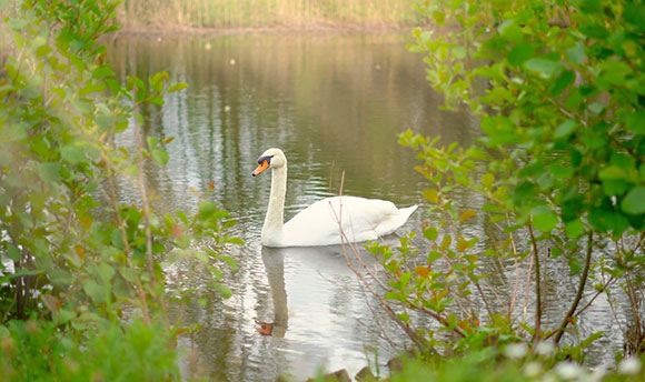 Swan in the water at  Outdoor Learning Hub